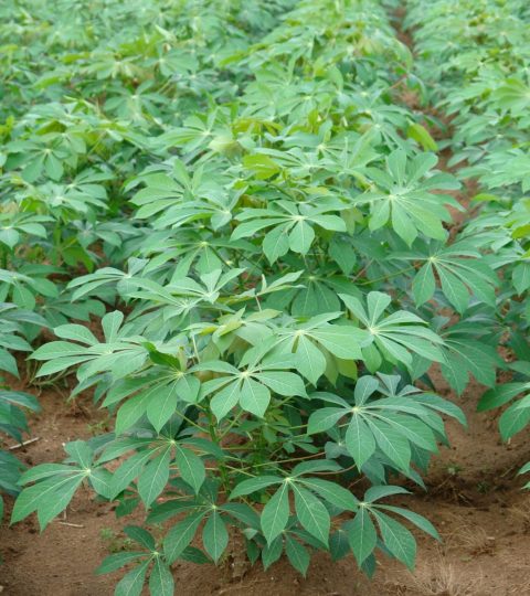Wholesale Cassava (Manihot Esculenta) Leaves In Bulk