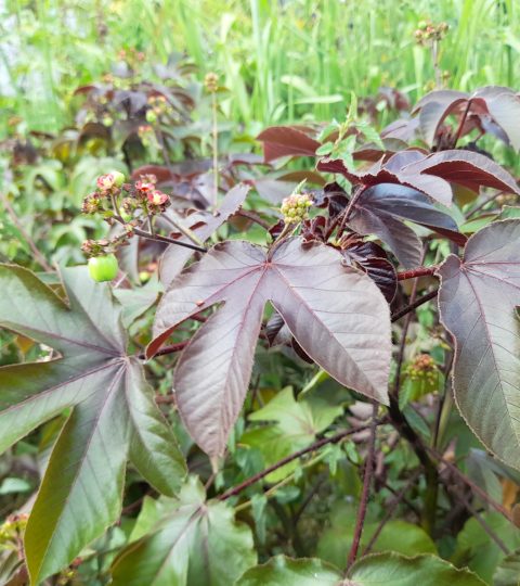 Wholesale Bellyache Bush (Jatropha Gossypiifolia) Leaves In Bulk
