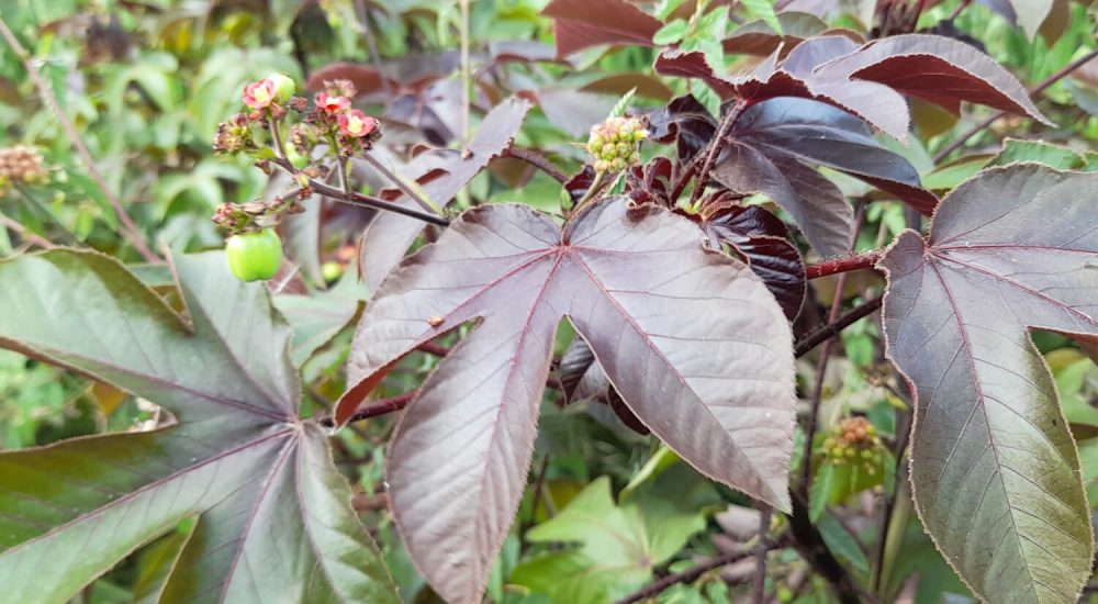 Jatropha Gossypifolia Bud Raw Leaves