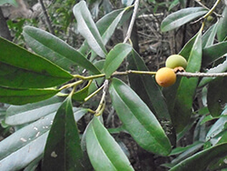 Diospyros Ovalifolia