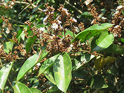 Erycibe Paniculata