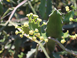 Euphorbia Antiquorum