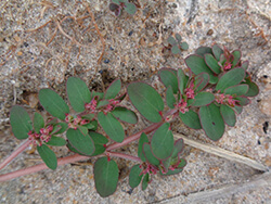 Euphorbia Thymifolia