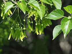 Gyrocarpus Americanus