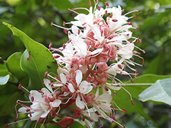 Humboldtia Laurifolia