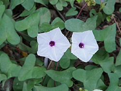 Ipomoea Sagittifolia