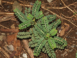 Phyllanthus Debilis