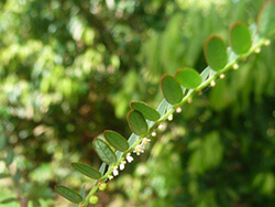 Phyllanthus Urinaria