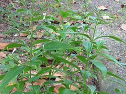 Rhinacanthus Nasutus