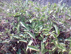 Aristolochia Indica