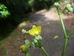 Schumacheria Castaneifolia
