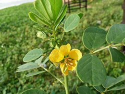 Senna Obtusifolia