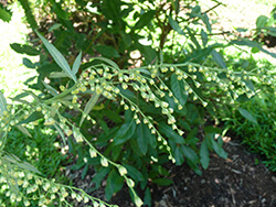 Artemisia Indica