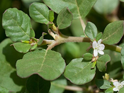 Trianthema Portulacastrum