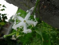 Trichosanthes Cucumerina
