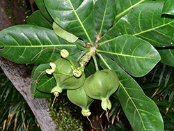 Barringtonia Asiatica