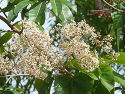 Berrya Cordifolia