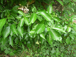Blachia Umbellata