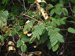 Adenanthera Pavonina