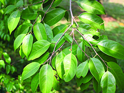 Chaetocarpus Castanocarpus