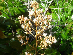 Connarus Monocarpus