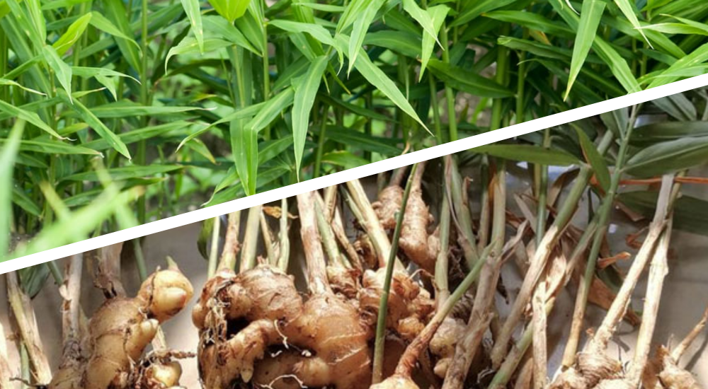Where Does Ginger Grow Best?