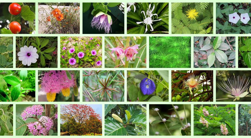Plants List Ayurvedic & Medicinal Plants