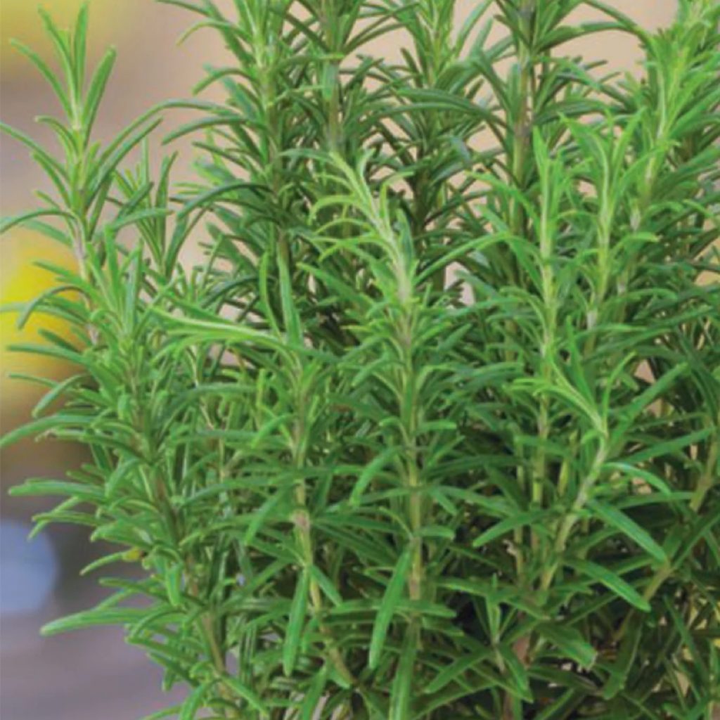 Can Rosemary Grow in Asia?