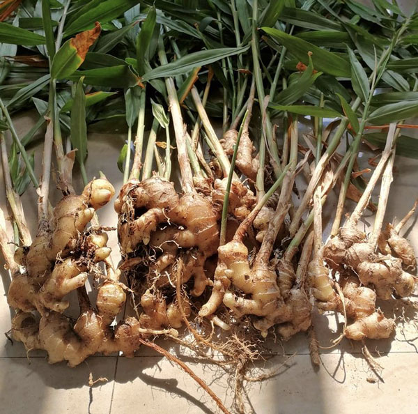 Where does ginger grow best?
