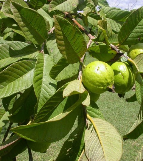 Wholesale Guava (Psidium Guajava) Leaves In Bulk