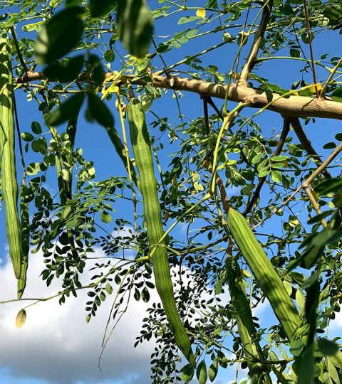 Wholesale Moringa (Moringa Oleifera) Leaves In Bulk