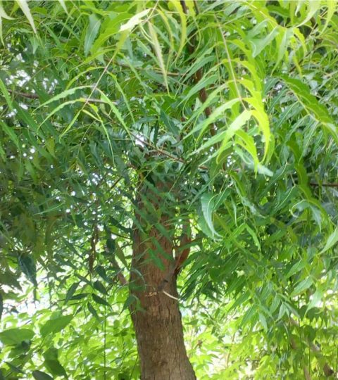 Wholesale Neem (Azadirachta Indica) Leaves In Bulk