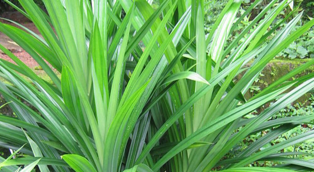 Pandan Leaves