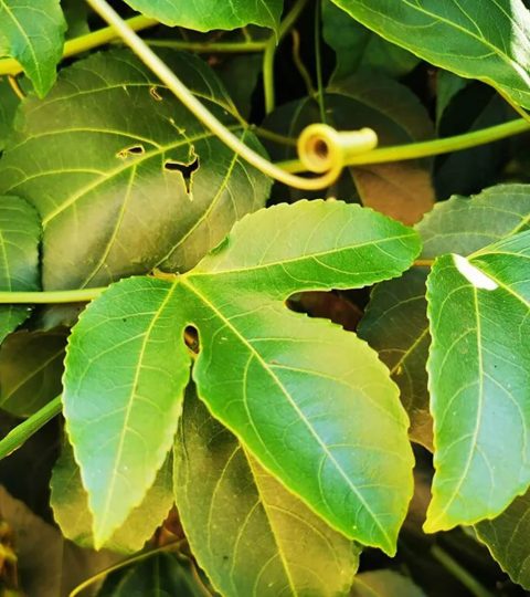 Wholesale Passion Fruit (Passiflora Edulis) Leaves In Bulk