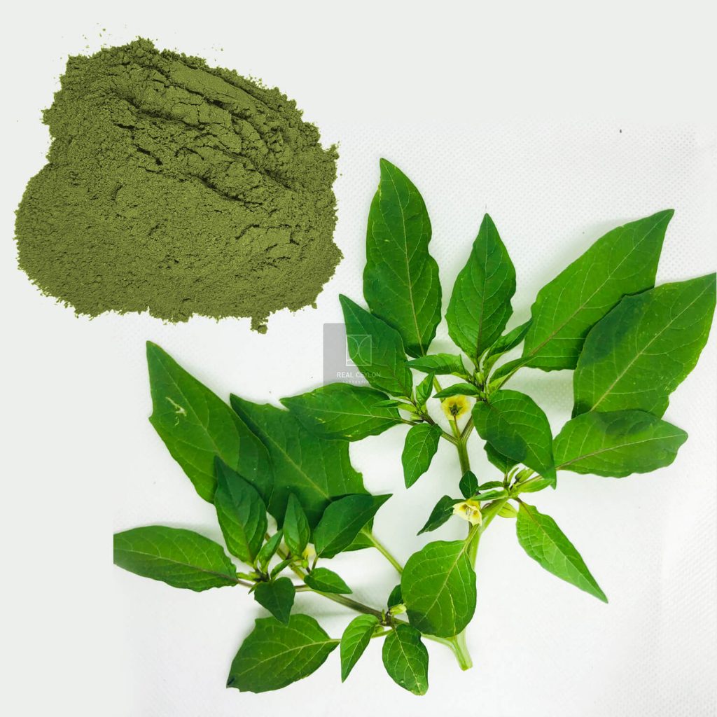 physalis angulata leaf powder
