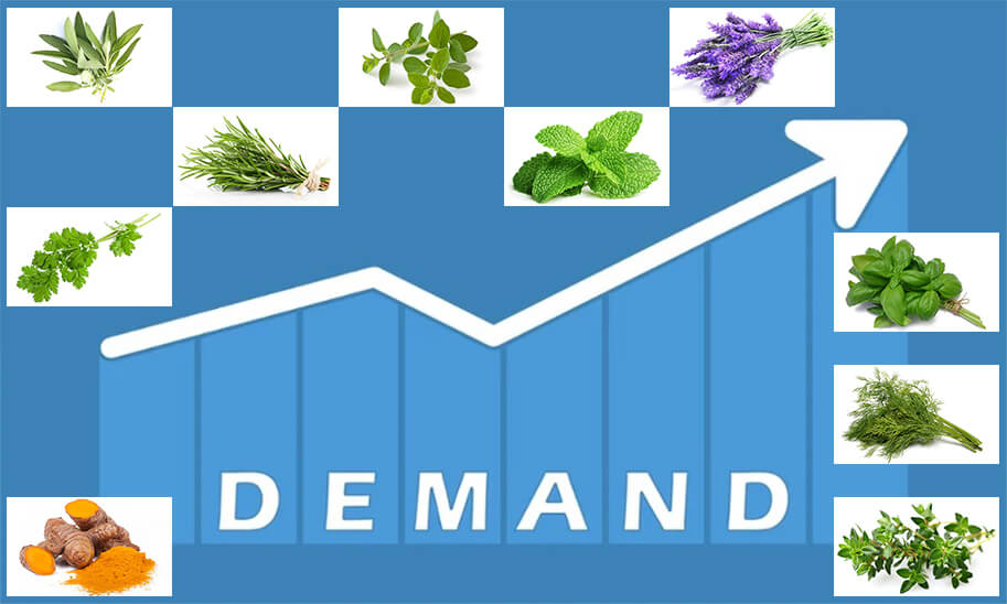 What Herbs Are In High Demand